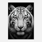 Weißer Tiger: Frontalporträt – Schwarz-Weiß-Leinwandbild, Produktansicht 1