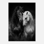 Schwarzes und weißes Pferd – Leinwandbild Pferdepaar